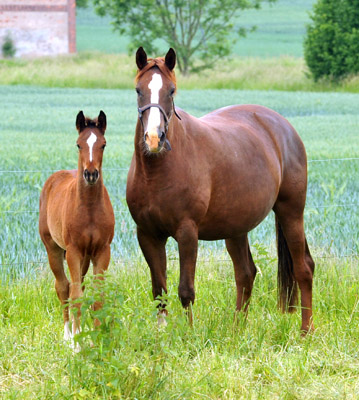 Trakehner Stutfohlen von Singolo u.d. Pr. u. StPrSt. Klassic v. Freudenfest u.d. Elitestute Kassuben v. Enrico Caruso  - Gestt Hmelschenburg - Beate Langels