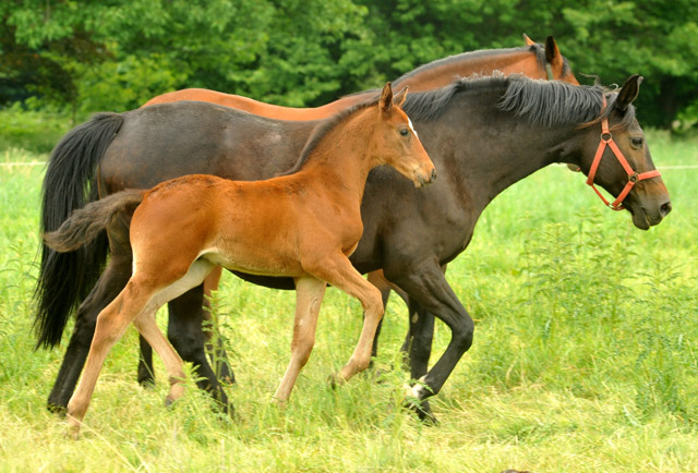 Trakehner Hengstfohlen von Summertime u.d. Elitestute Schwalbenspiel v. Exclusiv, Foto: Beate Langels, Trakehner Gestt Hmelschenburg