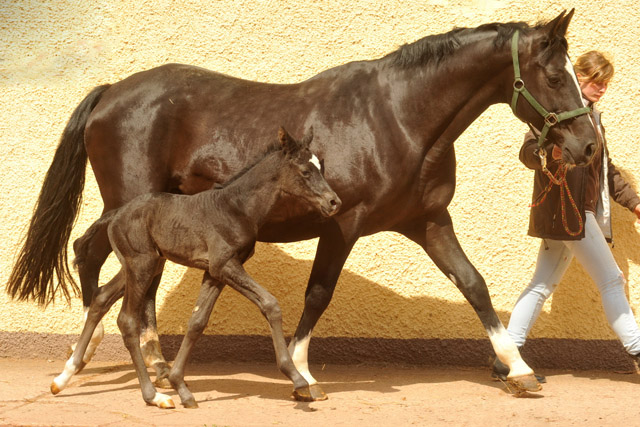 Stutfohlen von Symont u.d. Greta Garbo v. Alter Fritz, Foto: Beate Langels, Trakehner Gestt Hmelschenburg