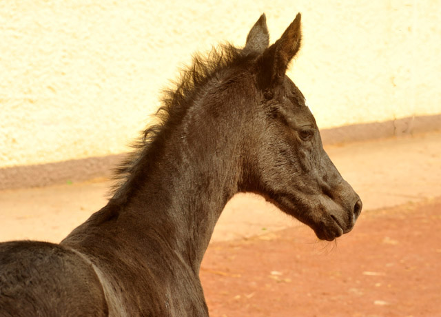 Stutfohlen von Symont u.d. Greta Garbo v. Alter Fritz, Foto: Beate Langels, Trakehner Gestt Hmelschenburg