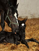 wenige Minuten auf der Welt: Stutfohlen von Symont u.d. Greta Garbo, Foto: Beate Langels - Gestüt Hämelschenburg