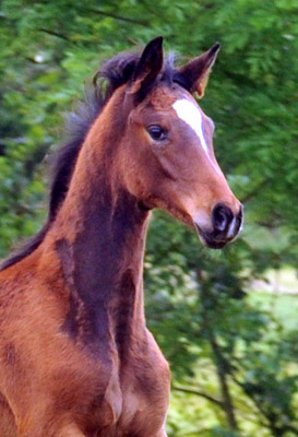 Trakehner Stutfohlen von Saint Cyr u.d. Pr mien- und Staatspr mienstute Karena v. Freudenfest - Foto: Beate Langels, Trakehner Gest t H melschenburg