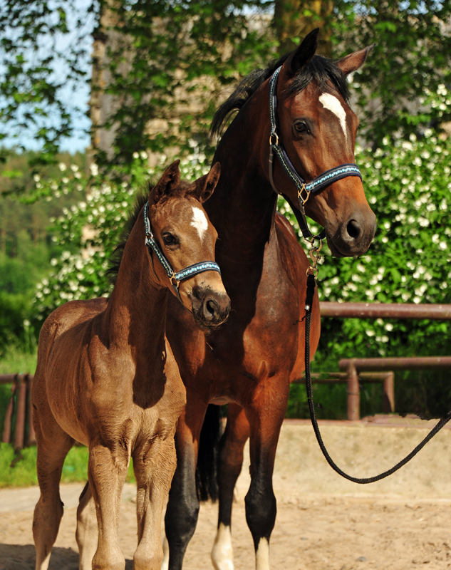 Trakehner Stutfohlen von Zauberdeyk u.d. Pr.St. Gabbana v. High Motion - Alter Fritz  - Gestt Hmelschenburg - Beate Langels