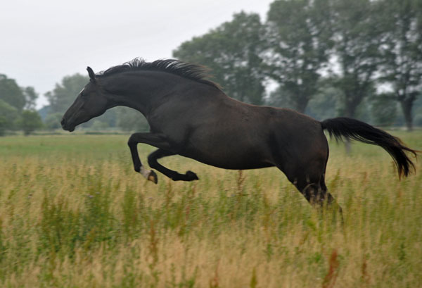 Schwalbensiegel by Kostolany - 2. Juli 2011 - Foto: Beate Langels - Trakehner Gestt Hmelschenburg - Beate Langels