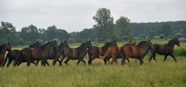 Gruppe der zweijhrigen Stuten - vorn: Schwalbensiegel v. Kostolany - Schplitz 2. Juli 2011 Foto: Beate Langels - Trakehner Gestt Hmelschenburg