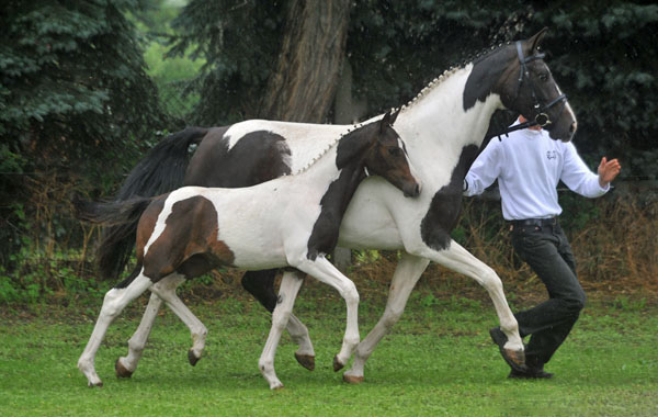 Stutfohlen von Summertime - Indian Boy, Foto: Beate Langels