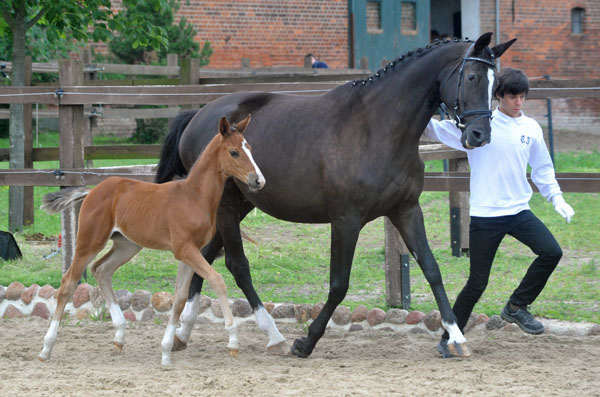 Stutfohlen v. Saint Cyr u.d. Pr.St. Grace Note v. Alter Fritz - Gestt Schplitz - Foto: Beate Langels