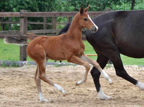 Stutfohlen v. Saint Cyr u.d. Pr.St. Grace Note v. Alter Fritz - Gestt Schplitz - Foto: Beate Langels