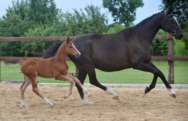 Stutfohlen v. Saint Cyr u.d. Pr.St. Grace Note v. Alter Fritz - Gestt Schplitz - Foto: Beate Langels