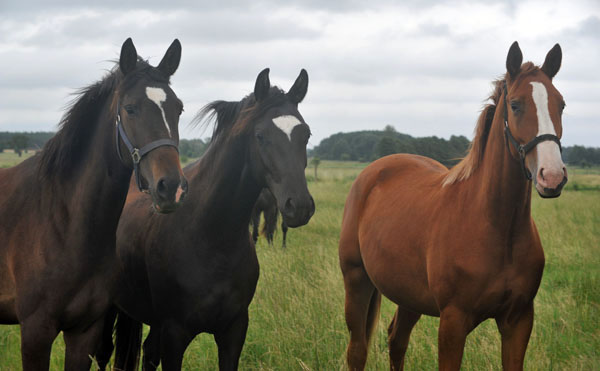 Zweijhrige Stuten: li. Kendra v. Freudenfest, Schwalbensiegel v. Kostolany u. Thirilou v. Shavalou - Schplitz 2. Juli 2011 Foto: Beate Langels - Trakehner Gestt Hmelschenburg