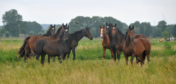 Gruppe der zweijhrigen Stuten - Schplitz 2. Juli 2011 Foto: Beate Langels - Trakehner Gestt Hmelschenburg