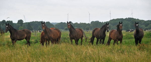 Gruppe der zweijhrigen Stuten - Schplitz 2. Juli 2011 Foto: Beate Langels - Trakehner Gestt Hmelschenburg