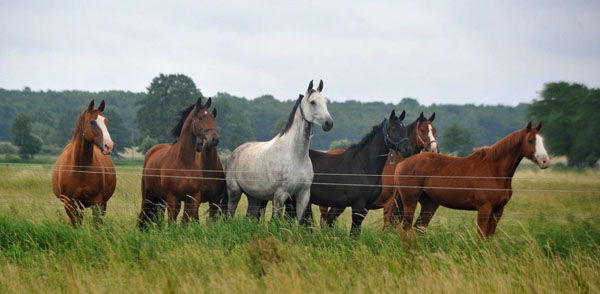 2.v.li. 3jhriger Wallach v. Showmaster x Tuareg - Schplitz 2. Juli 2011 Foto: Beate Langels - Trakehner Gestt Hmelschenburg