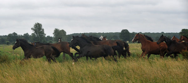 Schplitz 2. Juli 2011 Foto: Beate Langels - Trakehner Gestt Hmelschenburg