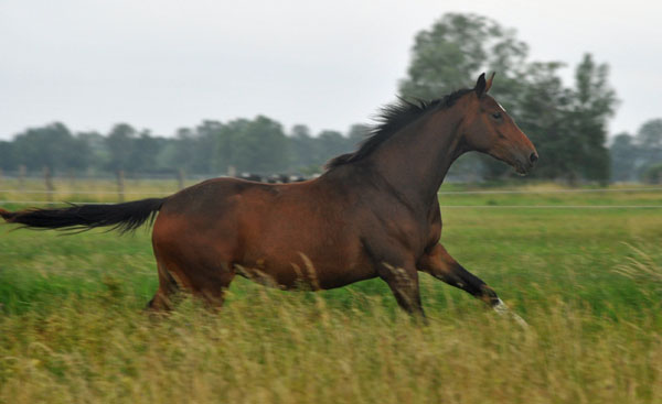 Val de vienne v. Exclusiv u.d. Elitestute Vicenza v. Showmaster - Schplitz 2. Juli 2011 Foto: Beate Langels - Trakehner Gestt Hmelschenburg