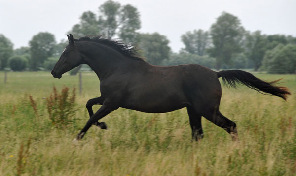 Schwalbensiegel v. Kostolany u.d. Elitestute Schwalbenspiel v. Exclusiv (2jhrig)  Schplitz 2. Juli 2011 Foto: Beate Langels - Trakehner Gestt Hmelschenburg