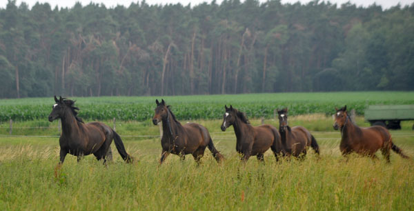 Schplitz 2. Juli 2011 Foto: Beate Langels - Trakehner Gestt Hmelschenburg