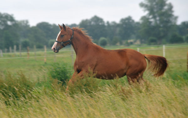 Thirilou v. Shavalou u.d. Elitestute Thirza v. Karon - Schplitz 2. Juli 2011 Foto: Beate Langels - Trakehner Gestt Hmelschenburg