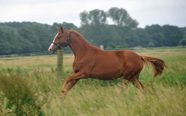 Thirilou v. Shavalou u.d. Elitestute Thirza v. Karon - Schplitz 2. Juli 2011 Foto: Beate Langels - Trakehner Gestt Hmelschenburg