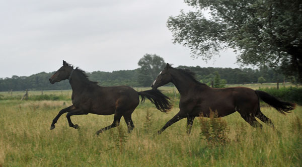 Gruppe der einjhrigen Stuten - Schplitz 2. Juli 2011 Foto: Beate Langels - Trakehner Gestt Hmelschenburg