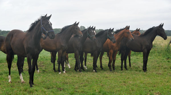 Gruppe der einjhrigen Stuten - Schplitz 2. Juli 2011 Foto: Beate Langels - Trakehner Gestt Hmelschenburg