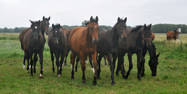 Gruppe der einjhrigen Stuten - Schplitz 2. Juli 2011 Foto: Beate Langels - Trakehner Gestt Hmelschenburg