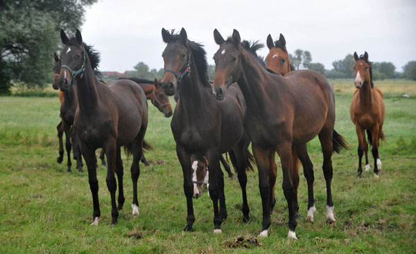 Gruppe der einjhrigen Stuten - Schplitz 2. Juli 2011 Foto: Beate Langels - Trakehner Gestt Hmelschenburg