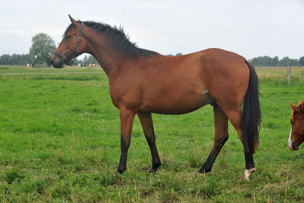 Dreijhriger Wallach von Showmaster x Tuareg - Schplitz 2. Juli 2011 Foto: Beate Langels - Trakehner Gestt Hmelschenburg