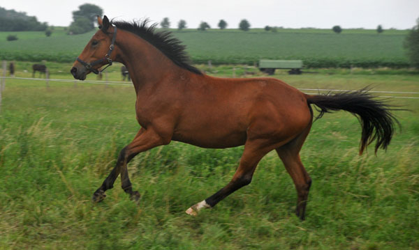 Dreijhriger Wallach von Showmaster x Tuareg - Schplitz 2. Juli 2011 Foto: Beate Langels - Trakehner Gestt Hmelschenburg