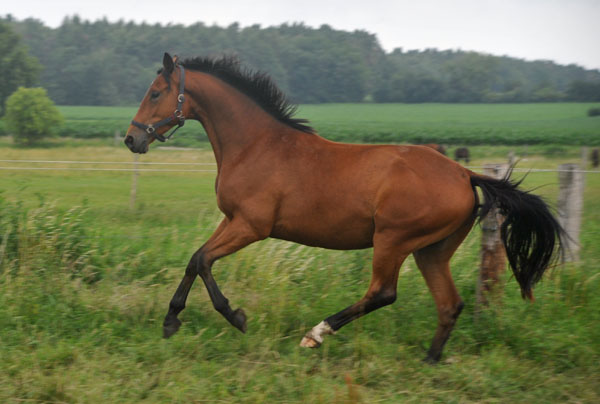 Dreijhriger Wallach von Showmaster x Tuareg - Schplitz 2. Juli 2011 Foto: Beate Langels - Trakehner Gestt Hmelschenburg