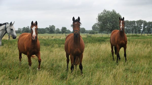 Mitte: Dreijhriger Wallach von Showmaster x Tuareg, rechts: Goliath v. Shavalou x Red Patrick xx - Schplitz 2. Juli 2011 Foto: Beate Langels - Trakehner Gestt Hmelschenburg