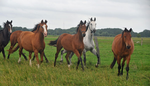 Schplitz 2. Juli 2011 Foto: Beate Langels - Trakehner Gestt Hmelschenburg