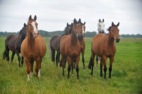 Schplitz 2. Juli 2011 Foto: Beate Langels - Trakehner Gestt Hmelschenburg