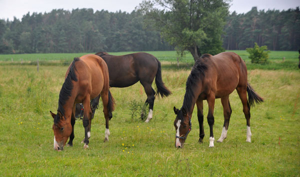 Schplitz 2. Juli 2011 Foto: Beate Langels - Trakehner Gestt Hmelschenburg