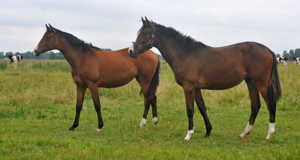 Schwalbenperle v. Alter Fritz und Galiana v. Exclusiv - Schplitz 2. Juli 2011 Foto: Beate Langels - Trakehner Gestt Hmelschenburg