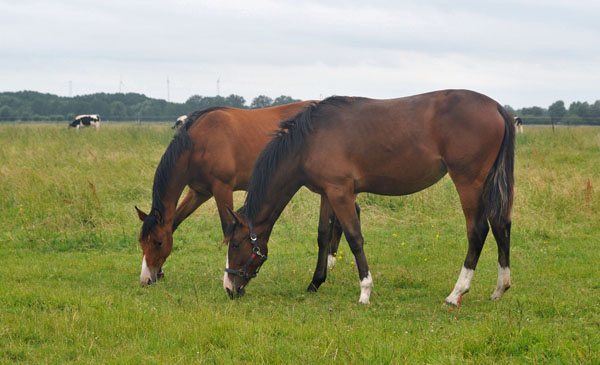 Schwalbenperle v. Alter Fritz und Galiana v. Exclusiv - Schplitz 2. Juli 2011 Foto: Beate Langels - Trakehner Gestt Hmelschenburg