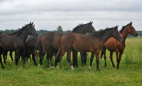 Mitte: Galiana v. Exclusiv - Schplitz 2. Juli 2011 Foto: Beate Langels - Trakehner Gestt Hmelschenburg