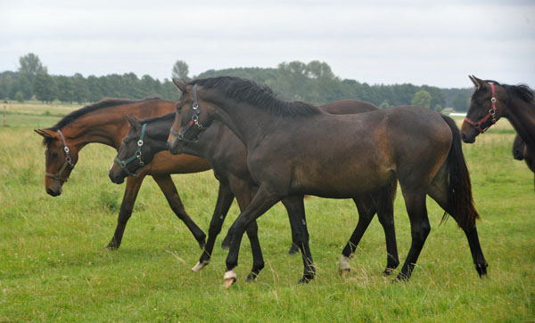 Mitte: Karmencita v. Insterburg u.d. Pr.u.StPrSt. Karena v. Freudenfest - Schplitz 2. Juli 2011 Foto: Beate Langels - Trakehner Gestt Hmelschenburg