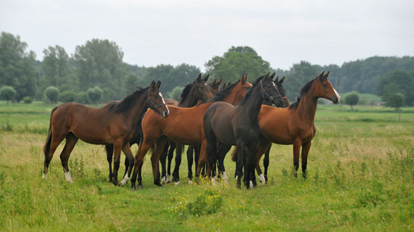 li. Galiana v. Exclusiv, vorn: Schwalbenperle v. Alter Fritz - Schplitz 2. Juli 2011 Foto: Beate Langels - Trakehner Gestt Hmelschenburg