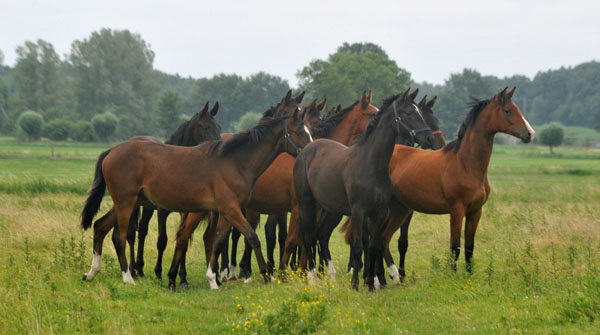 vorn: Schwalbenperle v. Alter Fritz - Schplitz 2. Juli 2011 Foto: Beate Langels - Trakehner Gestt Hmelschenburg