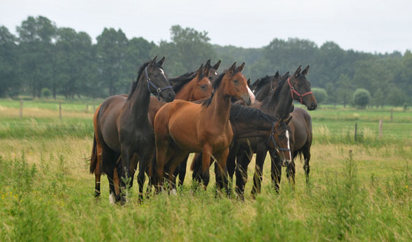 Mitte: Schwalbenperle v. Alter Fritz - Schplitz 2. Juli 2011 Foto: Beate Langels - Trakehner Gestt Hmelschenburg