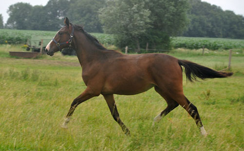 Galiana v. Exclusiv u.d. Gwendolyn v. Maestro - Schplitz 2. Juli 2011 Foto: Beate Langels - Trakehner Gestt Hmelschenburg