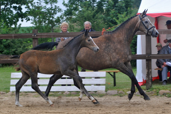 Hengstfohlen von Saint Cyr u.d. Teatime v. Summertime, Foto: Beate Langels