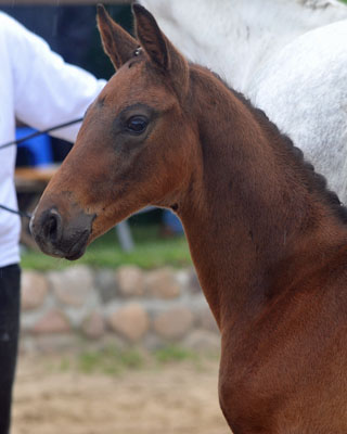 Hengstfohlen von Silvermoon u.d. Pr. u. StPrSt. Thalia v. Exclusiv u.d. Elitestute Thirza v. Karon - Foto: Beate Langels Gestt Hmelschenburg