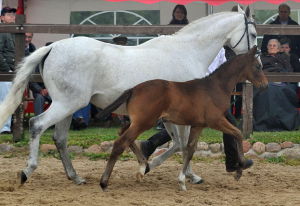 Hengstfohlen von Silvermoon u.d. Pr. u. StPrSt. Thalia v. Exclusiv u.d. Elitestute Thirza v. Karon - Foto: Beate Langels Gestt Hmelschenburg