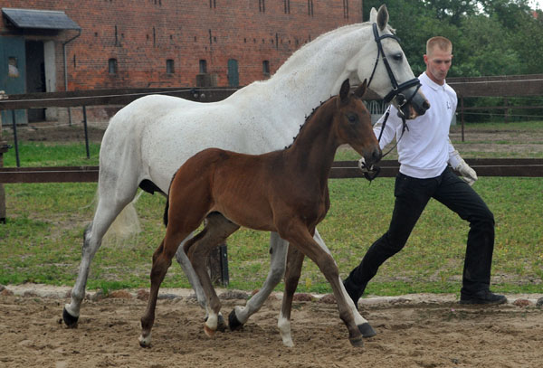 Hengstfohlen von Silvermoon u.d. Pr. u. StPrSt. Thalia v. Exclusiv u.d. Elitestute Thirza v. Karon - Foto: Beate Langels Gestt Hmelschenburg