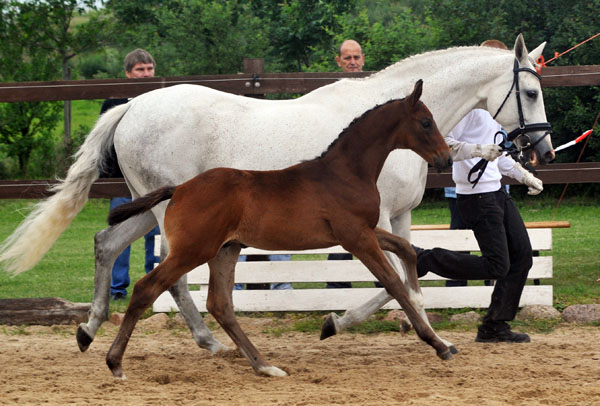 Hengstfohlen von Silvermoon u.d. Pr. u. StPrSt. Thalia v. Exclusiv u.d. Elitestute Thirza v. Karon - Foto: Beate Langels Gestt Hmelschenburg