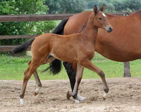 Stutfohlen von Syriano u.d. Pr.St. Gracia Patricia II v. Alter Fritz - Trakehner Gestt Hmelschenburg - Foto: Beate Langels