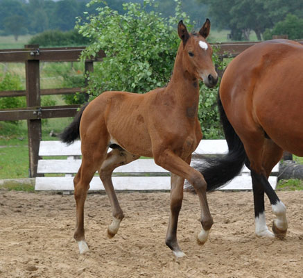 Stutfohlen von Syriano u.d. Pr.St. Gracia Patricia II v. Alter Fritz - Trakehner Gestt Hmelschenburg - Foto: Beate Langels