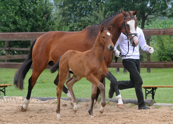Stutfohlen von Syriano u.d. Pr.St. Gracia Patricia II v. Alter Fritz - Trakehner Gestt Hmelschenburg - Foto: Beate Langels